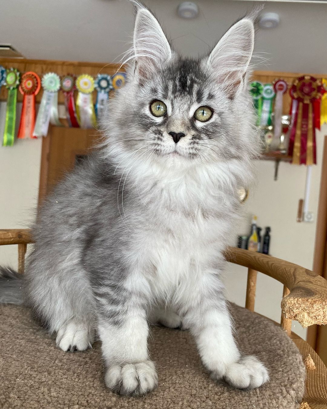 Harry, a Maine Coon kitten