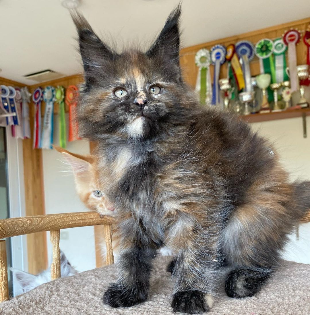 Khan, a Maine Coon kitten