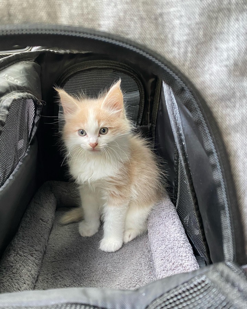 Lola, a Maine Coon kitten