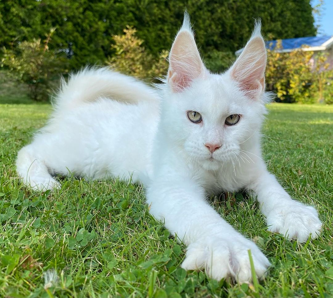 Rose, a Maine Coon kitten