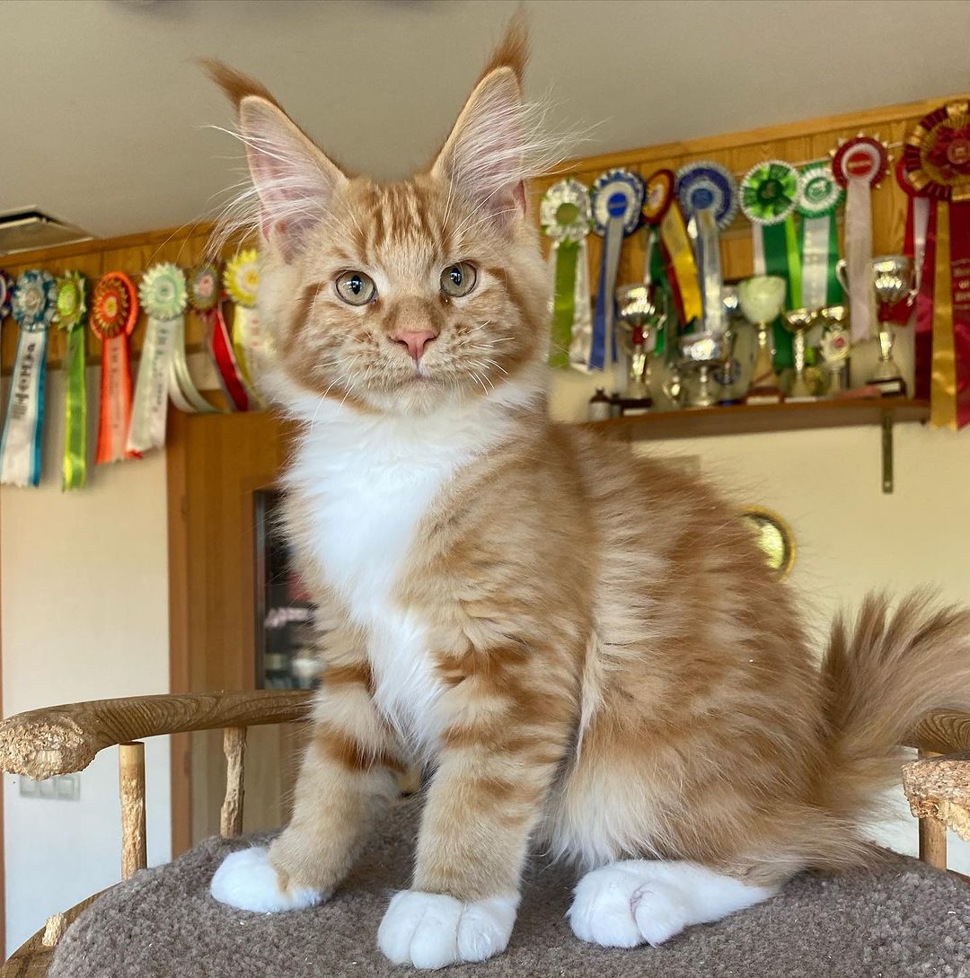 Simba, a Maine Coon kitten